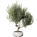 Potted Olive Tree With Twisted Trunk And Lush Green Leaves For Indoor Decoration