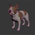 Brown And White Boston Terrier Standing On Black Background Realistic