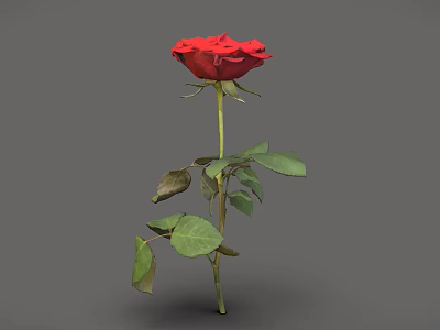 Realistic 3D Model of Red Rose with Green Stem and Lush Leaves on Gray Background 3d model