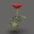 Realistic 3D Model of Red Rose with Green Stem and Lush Leaves on Gray Background