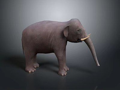 Realistic Grey Elephant 3D Model With Tusks Standing On Dark Background 3d model