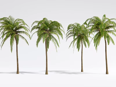 Green Palm Trees With Lush Fronds And Brown Trunks In Row 3d model