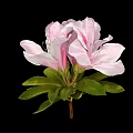 Beautiful Pink Azalea Flower With Soft Petals And Green Leaves