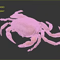 Brown Crab With Orange Claws On Black Background Close Up View