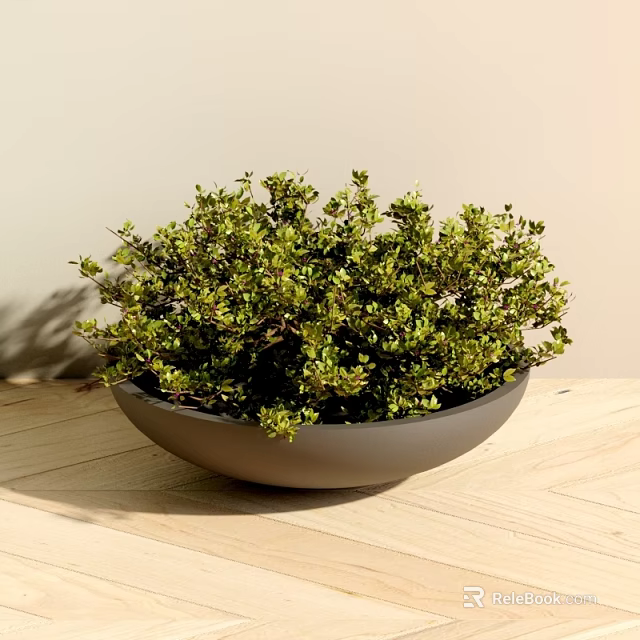 Indoor Bonsai Plant With Lush Green Leaves In Gray Bowl Shaped Pot On Wooden Table 3d model 