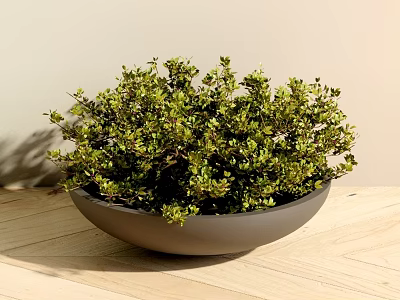 Indoor Bonsai Plant With Lush Green Leaves In Gray Bowl Shaped Pot On Wooden Table 3d model