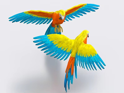 Colorful Parrots Flying with Vibrant Yellow Blue and Orange Feathers 3d model Colorful Parrots Flying with Vibrant Yellow Blue and Orange Feathers 3d model
