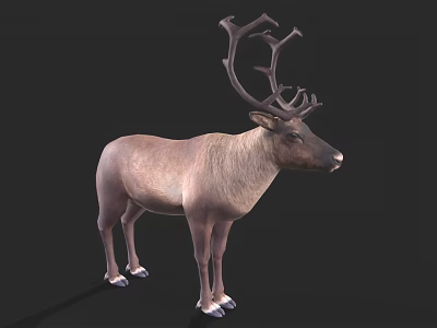 Realistic Reindeer Model With Large Antlers And Light Brown Body Against Black Background 3d model