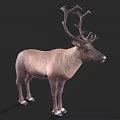 Realistic Reindeer Model With Large Antlers And Light Brown Body Against Black Background