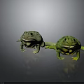 Two Vibrant Green And Yellow Frogs With Smooth Skin Sitting On Dark Background