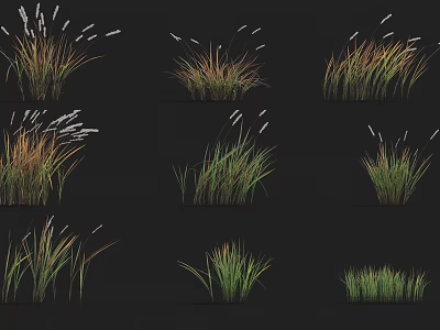 Different Grass Varieties with Green Brown Foliage and White Spike Flowers Arranged on Black Background 3d model
