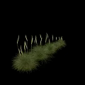 Green Ornamental Grasses With Slender Stems And Spiky Tops In Various Sizes