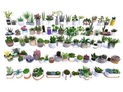 Diverse Bonsai and Potted Plants with Different Decorative Pots for Indoor Outdoor Decor 3d model