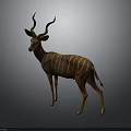 Greater Kudu Antelope With Striped Body Standing On Gray Background Featuring Long Curved Horns