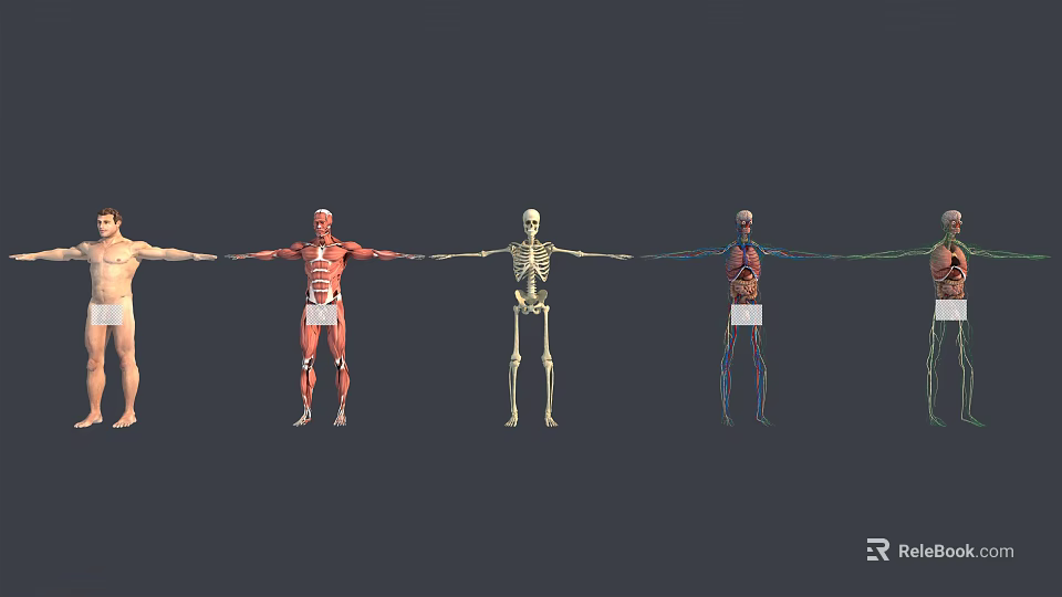 Medical Devices Human Anatomy Teaching Models Showing Muscular Skeletal and Visceral Systems 3d model 