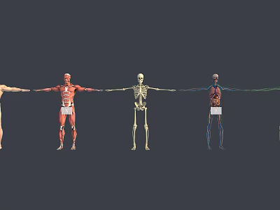 Medical Devices Human Anatomy Teaching Models Showing Muscular Skeletal and Visceral Systems 3d model