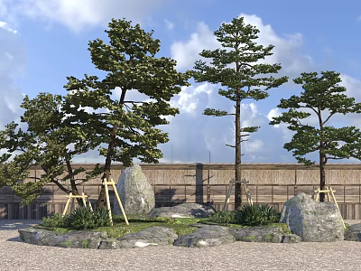 Modern Pine Tree Black Pine Landscape Tree Model Tree Large Arbor 3d model