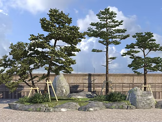 Modern Pine Tree Black Pine Landscape Tree Model Tree Large Arbor 3d model