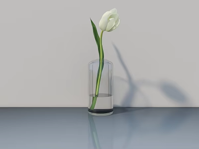 Transparent Glass Vase With White Tulip Flower On Gray Tabletop Light Background 3d model