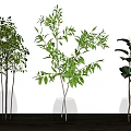Three Transparent Glass Vases With Green Plants On Wooden Table Against White Wall