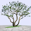 Tall Arbor with Thick Trunk Green Leaves and Branches in Blue Sky Landscape