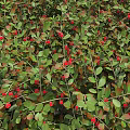 Lush Green Garden Hedge With Dense Foliage For Landscaping Projects