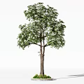 Tall Lush Arbor With Green Leaves Brown Trunk And Grass Base On White Background