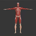 Medical Device 3D Human Muscle Structure Visualization Model for Anatomy Teaching Tool