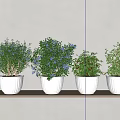 Potted Shrubs with Green Foliage and Blue Flowers in White Planters on Light Shelf