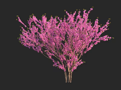 Blooming shrub with dense clusters of vibrant pink flowers and slender branches 3d model