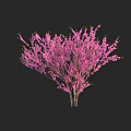 Blooming shrub with dense clusters of vibrant pink flowers and slender branches