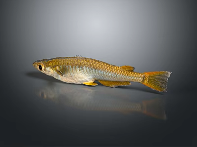 Golden Freshwater Fish With Shiny Silver Body And Orange Tail On Dark Background 3d model