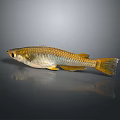Golden Freshwater Fish With Shiny Silver Body And Orange Tail On Dark Background