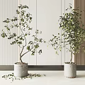 Potted Bonsai Plants In Concrete Pots With Green Foliage And Scattered Leaves
