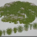 Green Grass Herbs and Purple Flower Blooms in Natural Garden Landscape Design