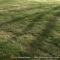 Delightful Garden Decorative Accents In Lush Green Lawn With Natural Scenic Elements