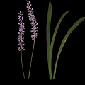 Vibrant Green Leaf Plant Featuring Long Foliage And Purple Spiked Flowers