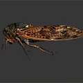 Detailed Red Brown Cicada With Transparent Veined Wings And Textured Body