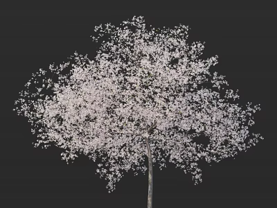 Lush Flowering Arbor Adorned with Vibrant White Blossoms Against Black Background 3d model