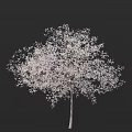 Lush Flowering Arbor Adorned with Vibrant White Blossoms Against Black Background