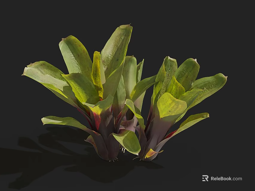 Green Flower Plant with Lush Vibrant Foliage and Purple Red Leaf Base in Dark Background 3d model 