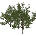 Two Healthy Arbor Trees With Lush Green Foliage Strong Trunks And Vibrant Branches