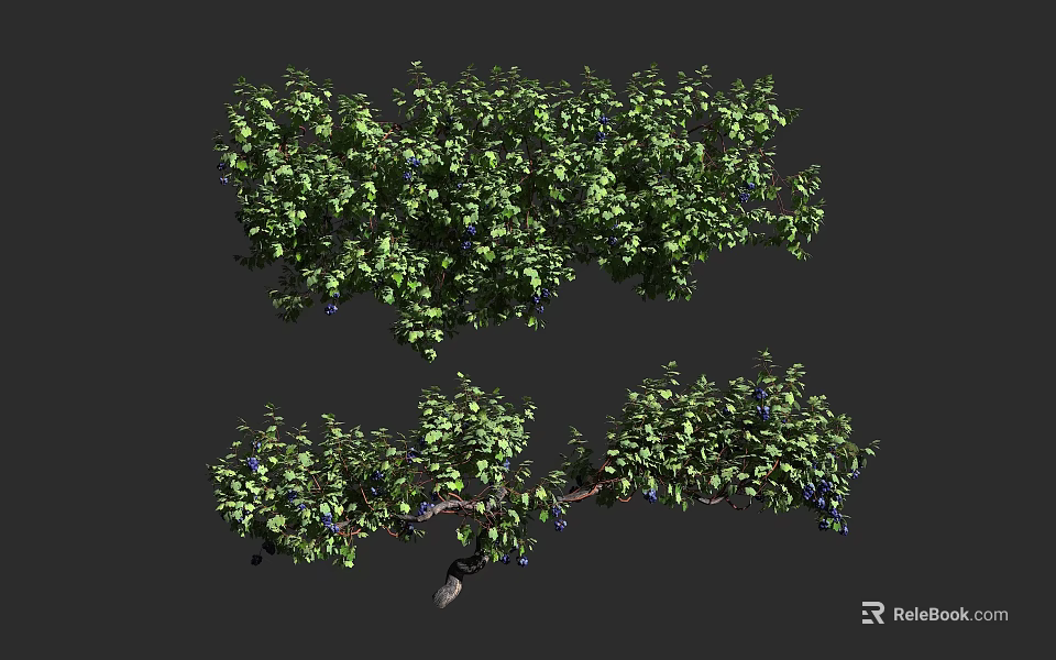 Lush Green Vine Plant With Dense Foliage And Blue Berries In Natural Growth 3d model 