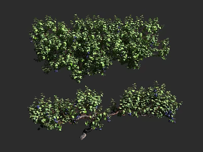 Lush Green Vine Plant With Dense Foliage And Blue Berries In Natural Growth 3d model