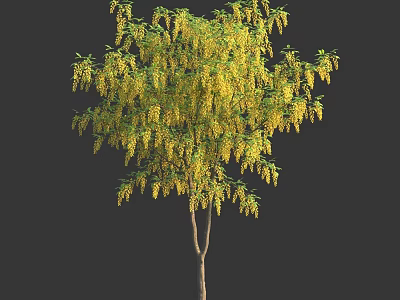 Tall Arbor With Hanging Yellow Flowers And Green Leaves On Brown Trunk 3d model
