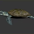Vibrant Sea Turtle With Brown Patterned Shell And Blue Green Flippers Displaying Intricate Texture 3d model