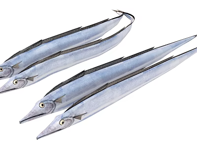 Pacific Saury Fish Fresh Seafood Catch With Silver Scales And Long Body 3d model