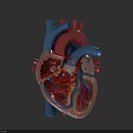 Human Heart Anatomical 3D Model Showing Internal Chambers And Blood Vessels