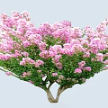 Blooming Ornamental Tree With Abundant Pink Flowers And Lush Green Leaves