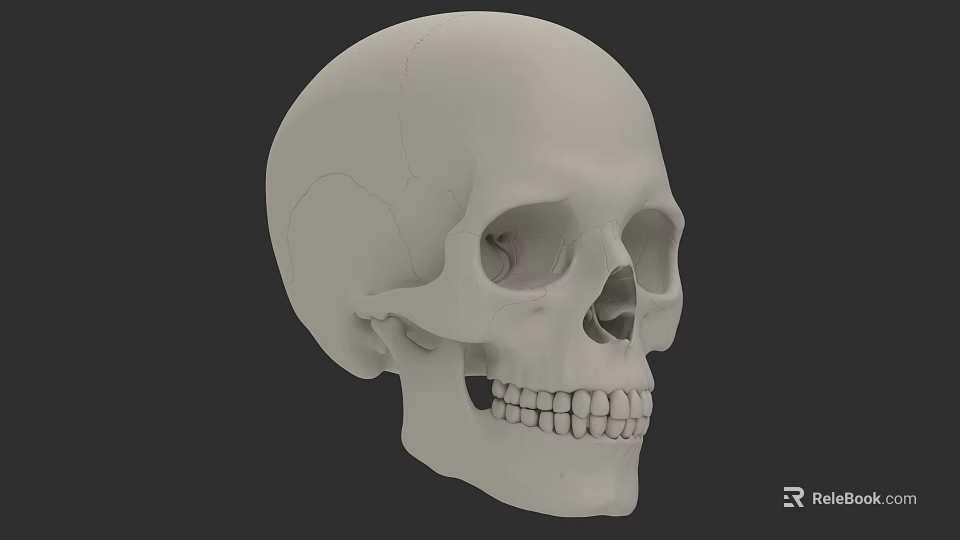 Detailed Human Skull 3D Model With Eye Sockets Nasal Cavity And Teeth 3d model 